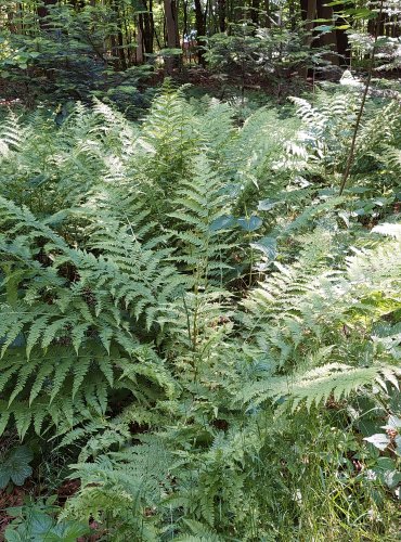 PAPRATKA SAMIČÍ (Athyrium filix-femina) FOTO: Marta Knauerová