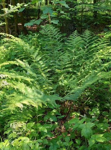 PAPRATKA SAMIČÍ (Athyrium filix-femina) FOTO: Marta Knauerová