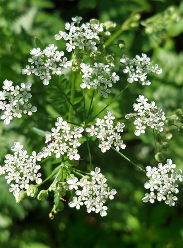 KERBLÍK LESNÍ (Anthriscus sylvestris) FOTO: Marta Knauerová