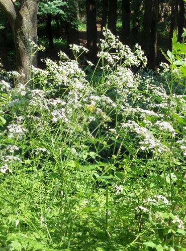 KERBLÍK LESNÍ (Anthriscus sylvestris) FOTO: Marta Knauerová