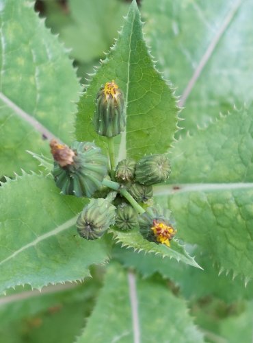 MLÉČ DRSNÝ (Sonchus asper) FOTO: Marta Knauerová