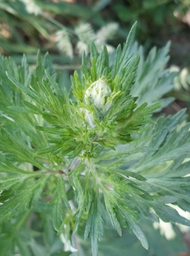 PELYNĚK ČERNOBÝL (Artemisia vulgaris) FOTO: Marta Knauerová
