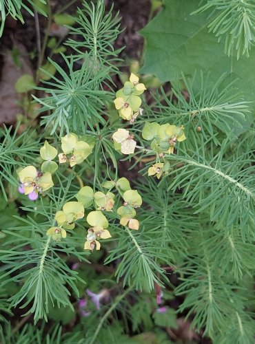 PRYŠEC CHVOJKA (Euphorbia cyparissias) FOTO: Marta Knauerová