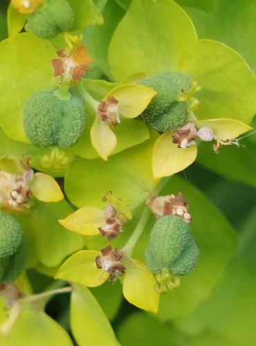 PRYŠEC CHVOJKA (Euphorbia cyparissias) FOTO: Marta Knauerová