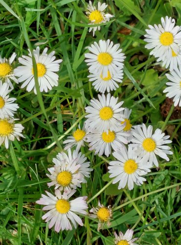 SEDMIKRÁSKA CHUDOBKA (Bellis perennis) FOTO: Marta Knauerová