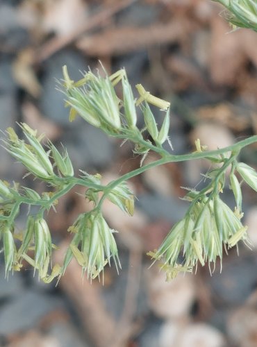 SRHA LALOČNATÁ (Dactylis glomerata) FOTO: Marta Knauerová