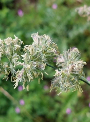 SRHA LALOČNATÁ (Dactylis glomerata) FOTO: Marta Knauerová