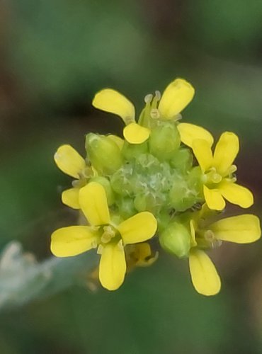 HULEVNÍK LÉKAŘSKÝ (Sisymbrium officinale) FOTO: Marta Knauerová