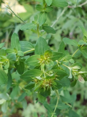 TŘEZALKA TEČKOVANÁ (Hypericum perforatum) FOTO: Marta Knauerová