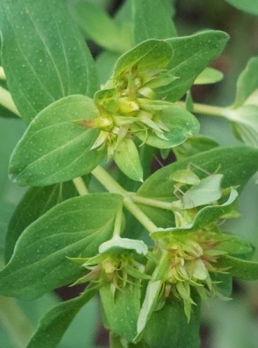 TŘEZALKA TEČKOVANÁ (Hypericum perforatum) FOTO: Marta Knauerová