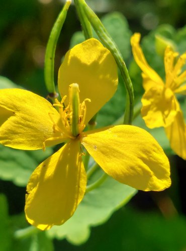 VLAŠTOVIČNÍK VĚTŠÍ (Chelidonium majus) FOTO: Marta Knauerová