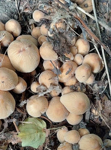 HNOJNÍK TŘPYTIVÝ (Coprinellus micaceus) FOTO: Marta Knauerová