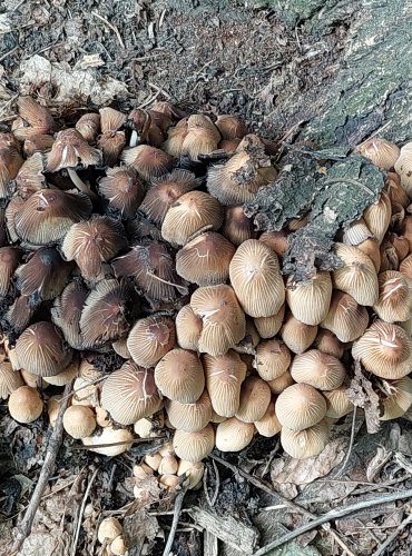 HNOJNÍK TŘPYTIVÝ (Coprinellus micaceus) FOTO: Marta Knauerová