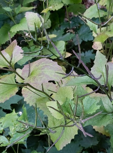 ČESNÁČEK LÉKAŘSKÝ (Alliaria petiolata) NEZRALÉ PLODENSTVÍ – FOTO: Marta Knauerová