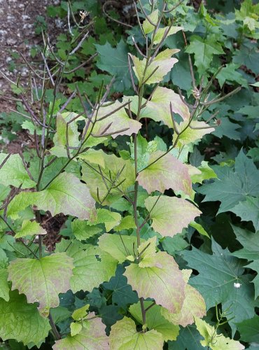 ČESNÁČEK LÉKAŘSKÝ (Alliaria petiolata) NEZRALÉ PLODENSTVÍ – FOTO: Marta Knauerová