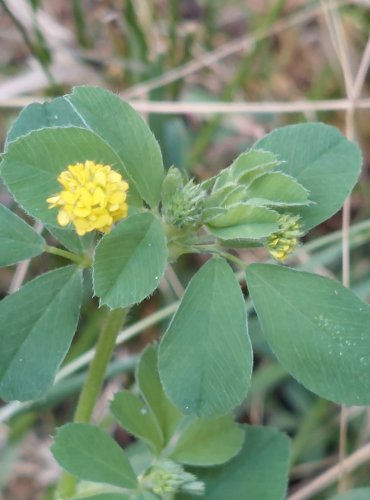 TOLICE DĚTELOVÁ (Medicago lupulina) FOTO: Marta Knauerová