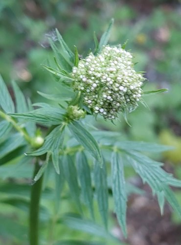 KOZLÍK LÉKAŘSKÝ (Valeriana officinalis) FOTO: Marta Knauerová