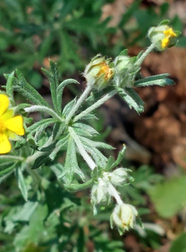 MOCHNA STŘÍBRNÁ (Potentilla argentea) FOTO: Marta Knauerová