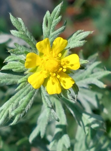 MOCHNA STŘÍBRNÁ (Potentilla argentea) FOTO: Marta Knauerová