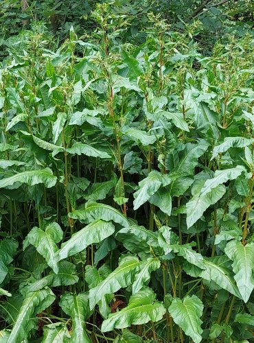 ŠŤOVÍK TUPOLISTÝ (Rumex obtusifolius) FOTO: Marta Knauerová