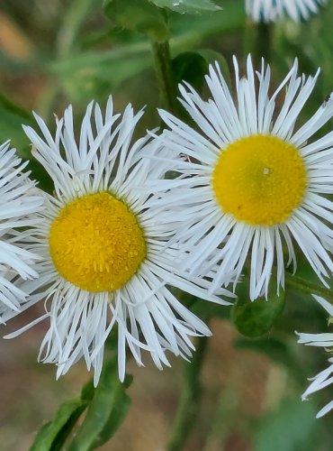 TURAN ROČNÍ (Erigeron annuus) FOTO: Marta Knauerová