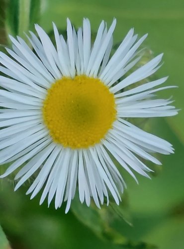 TURAN ROČNÍ (Erigeron annuus) FOTO: Marta Knauerová