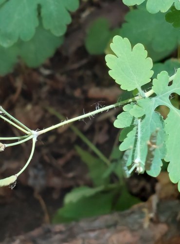 VLAŠTOVIČNÍK VĚTŠÍ (Chelidonium majus) NEZRALÉ PLODENSTVÍ – FOTO: Marta Knauerová