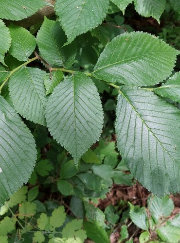 JILM HORSKÝ, JILM DRSNÝ (Ulmus glabra)– FOTO: Marta Knauerová