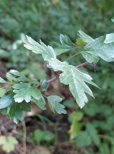 HLOH (Crataegus spp.) bez bližšího určení – FOTO: Marta Knauerová