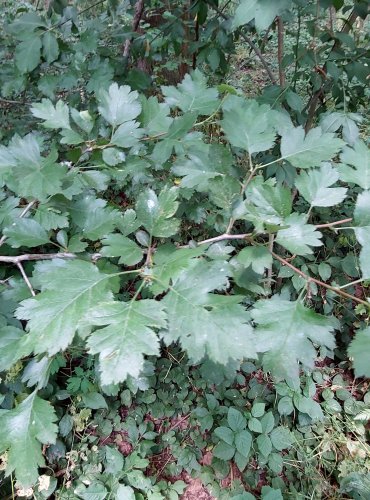 HLOH (Crataegus spp.) bez bližšího určení – FOTO: Marta Knauerová