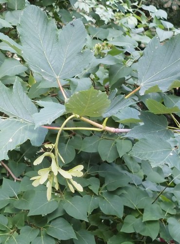 JAVOR KLEN (Acer pseudoplatanus) NEZRALÉ PLODY, DVOUNAŽKY – FOTO: Marta Knauerová