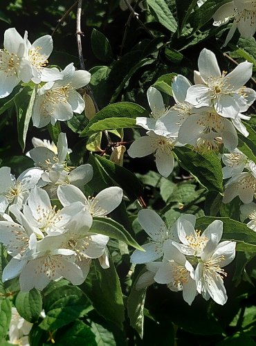 PUSTORYL VĚNCOVÝ = PLANÝ JASMÍN (Philadelphus coronarius) FOTO: Marta Knauerová