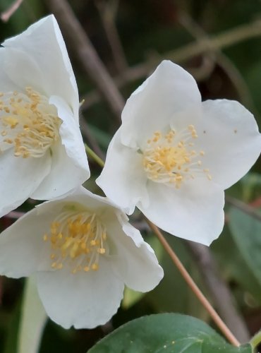 PUSTORYL VĚNCOVÝ = PLANÝ JASMÍN (Philadelphus coronarius) FOTO: Marta Knauerová