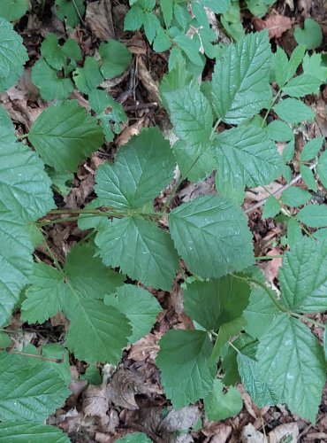 OSTRUŽINÍK (Rubus spp.) bez bližšího určení – FOTO: Marta Knauerová