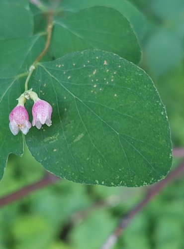 PÁMELNÍK BÍLÝ (Sympharicarpos albus) FOTO: Marta Knauerová