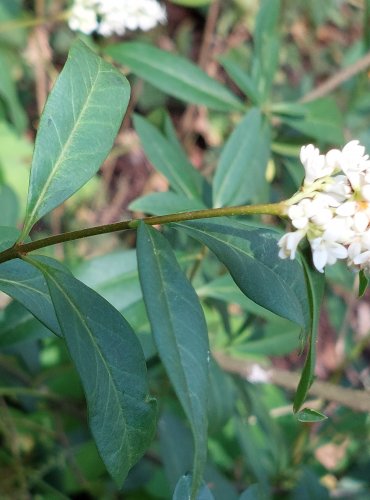 PTAČÍ ZOB OBECNÝ (Ligustrum vulgare) FOTO: Marta Knauerová