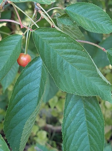 TŘEŠEŇ (Prunus spp.) bez bližšího určení – FOTO: Marta Knauerová