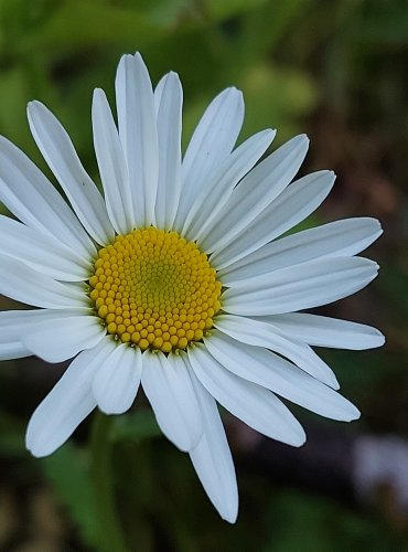 KOPRETINA BÍLÁ (Leucanthemum vulgare) FOTO: Marta Knauerová, 5/2023