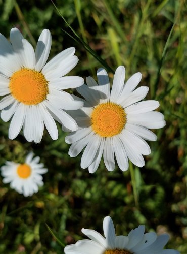 KOPRETINA BÍLÁ (Leucanthemum vulgare) FOTO: Marta Knauerová, 5/2023