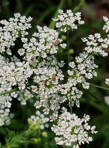 KRABILICE MÁMIVÁ (Chaerophyllum hirsutum) FOTO: Marta Knauerová, 5/2023