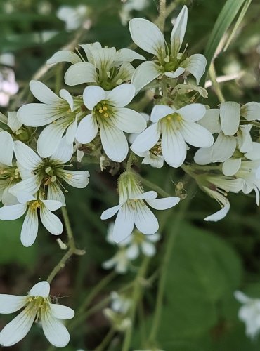 LOMIKÁMEN ZRNATÝ (Saxifraga granulata) FOTO: Marta Knauerová, 5/2023