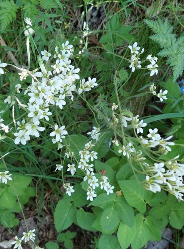 LOMIKÁMEN ZRNATÝ (Saxifraga granulata) FOTO: Marta Knauerová, 5/2023