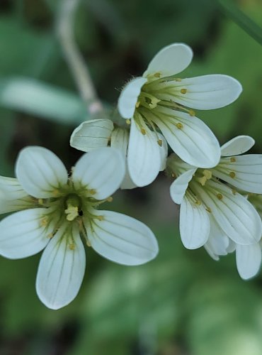 LOMIKÁMEN ZRNATÝ (Saxifraga granulata) FOTO: Marta Knauerová, 5/2023