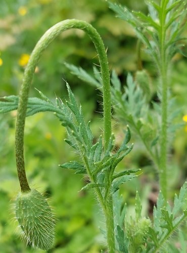 MÁK POCHYBNÝ (Papaver dubium) FOTO: Marta Knauerová, 5/2023