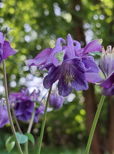 ORLÍČEK OBECNÝ (Aquilegia vulgaris) FOTO: Marta Knauerová, 5/2023