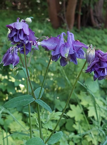 ORLÍČEK OBECNÝ (Aquilegia vulgaris) FOTO: Marta Knauerová, 5/2023