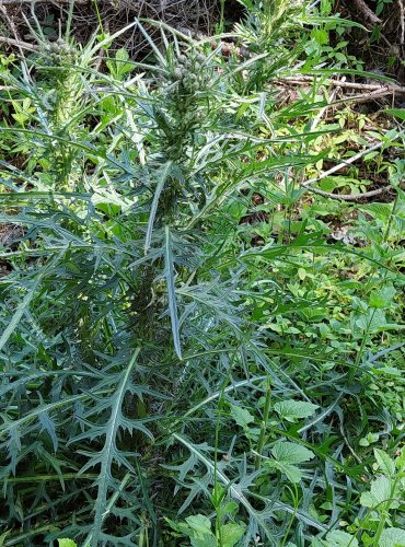 PCHÁČ BAHENNÍ (Cirsium palustre) FOTO: Marta Knauerová, 5/2023