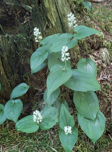 PSTROČEK DVOULISTÝ (Maianthemum bifolium) FOTO: Marta Knauerová, 5/2023