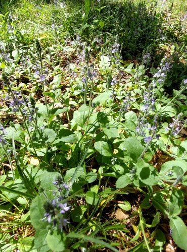 ROZRAZIL LÉKAŘSKÝ (Veronica officinalis) FOTO: Marta Knauerová, 5/2023