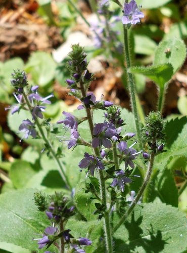 ROZRAZIL LÉKAŘSKÝ (Veronica officinalis) FOTO: Marta Knauerová, 5/2023